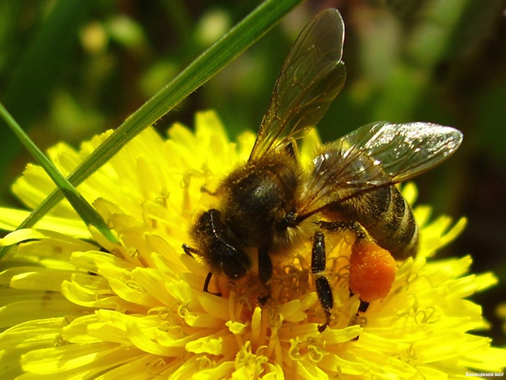 Основные биологические законы комфортного существования медоносных пчёл