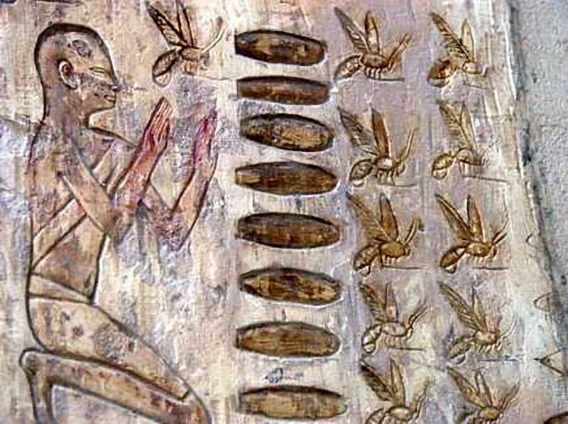 Краткая история рационального пчеловодства от истоков до наших дней