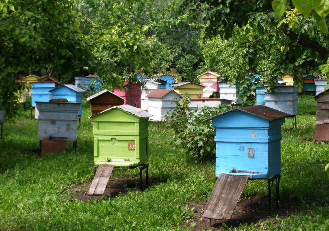 Основные направления в работе по повышению продуктивности пасеки