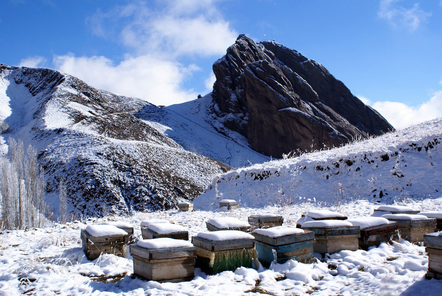 Конечным продуктом своего труда я считаю перезимовавшие сильные здоровые семьи