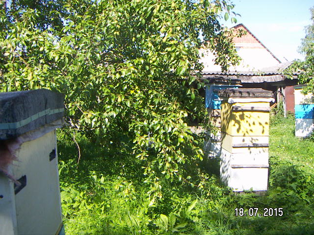 Фотографии пасеки