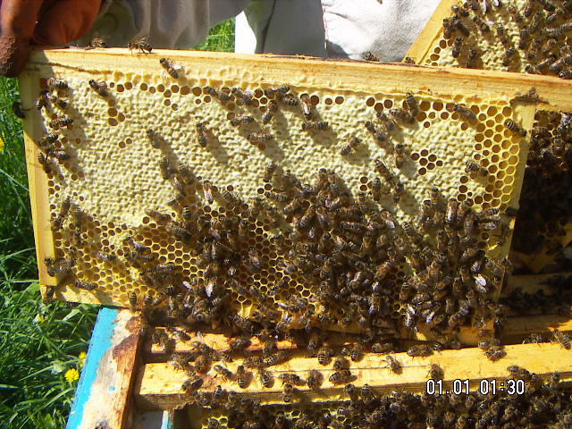 Фотографии пасеки